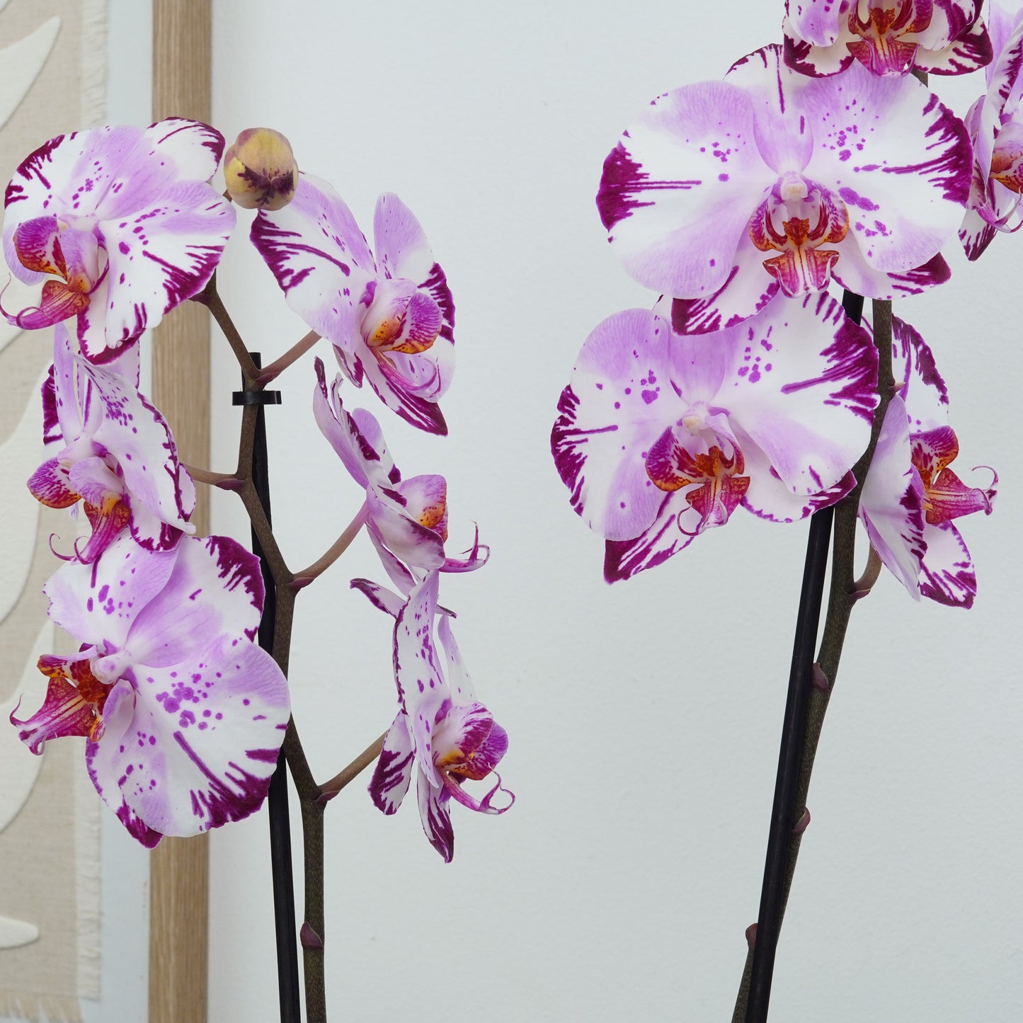 Phalaenopsis Orchid | Magic Art | Hard To Find
