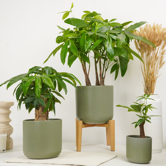 Money Tree | Straight Up! | Christmas Plants & Gifts