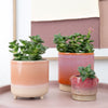 Crassula | Springtime