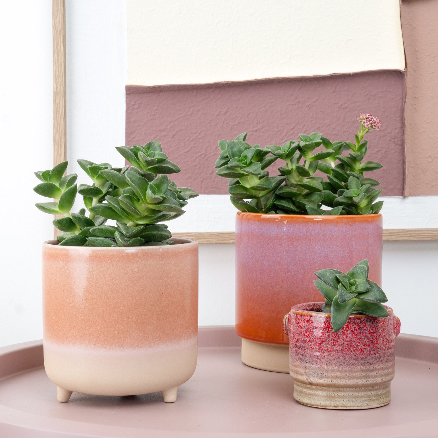 Crassula | Springtime