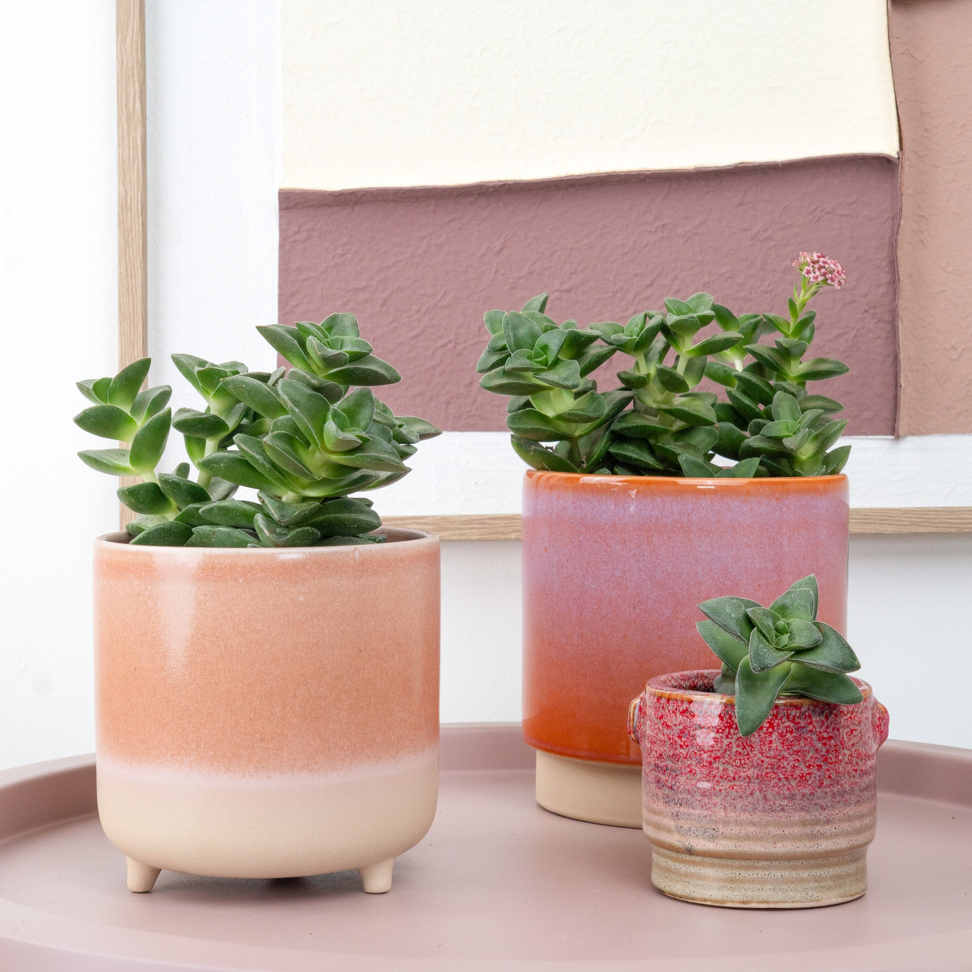 Crassula | Springtime