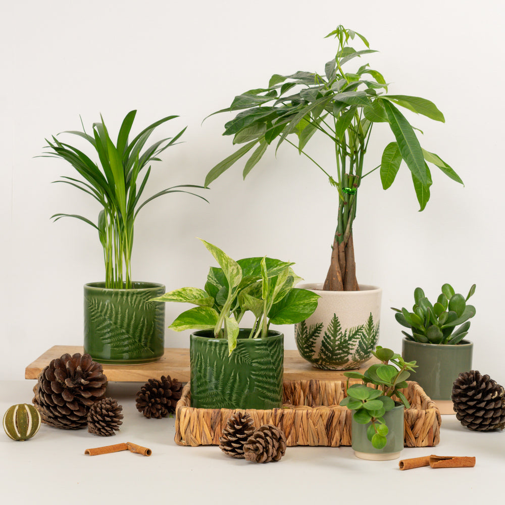 Indoor Warmth & Wellness | Plant Bundle | 5 X PLANTS | 5 X POTS | Indoor Plant Bundle
