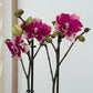 Phalaenopsis Orchid | Dragon Fruit