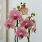 Phalaenopsis Orchid | Pirate Picote