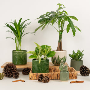 Everyday Good Fortune | Plant Bundle - Indoor Plant