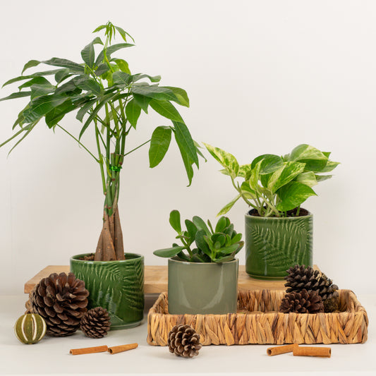 Good Energy | Plant Bundle | Indoor Plants