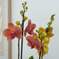 Phalaenopsis Orchid | Peachy Nova