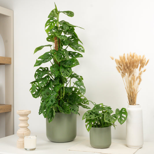 Monstera | Monkey Mask | Foliage Plants