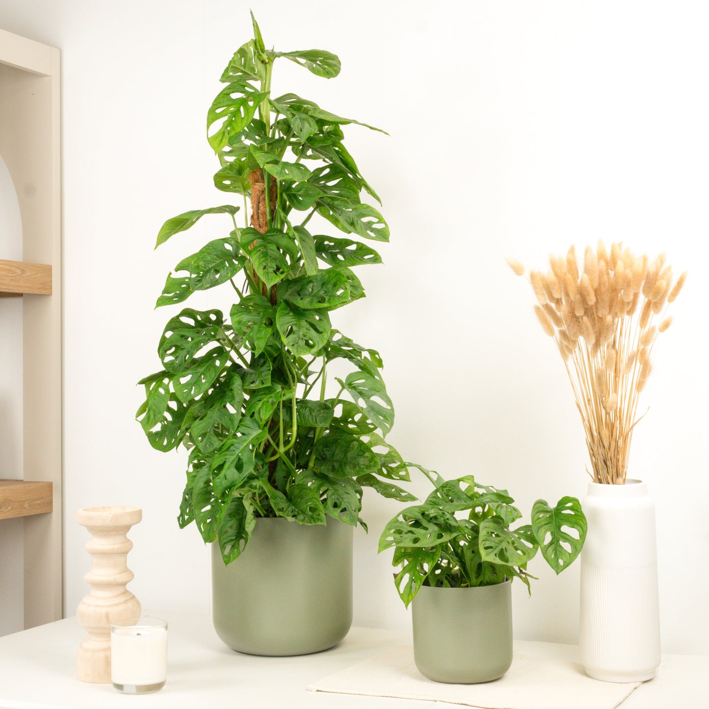 Monstera | Monkey Mask