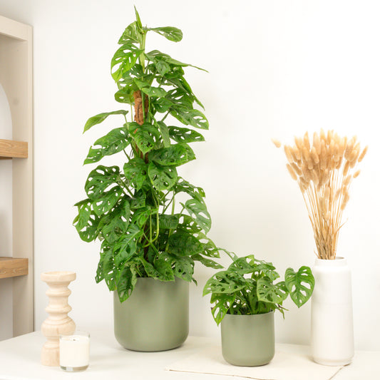 Monstera | Monkey Mask | Indoor Plants