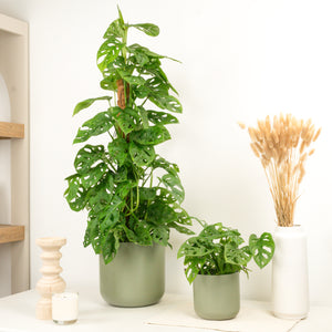 Monstera | Monkey Mask - Indoor Plant