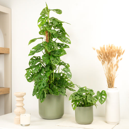 Monstera | Monkey Mask