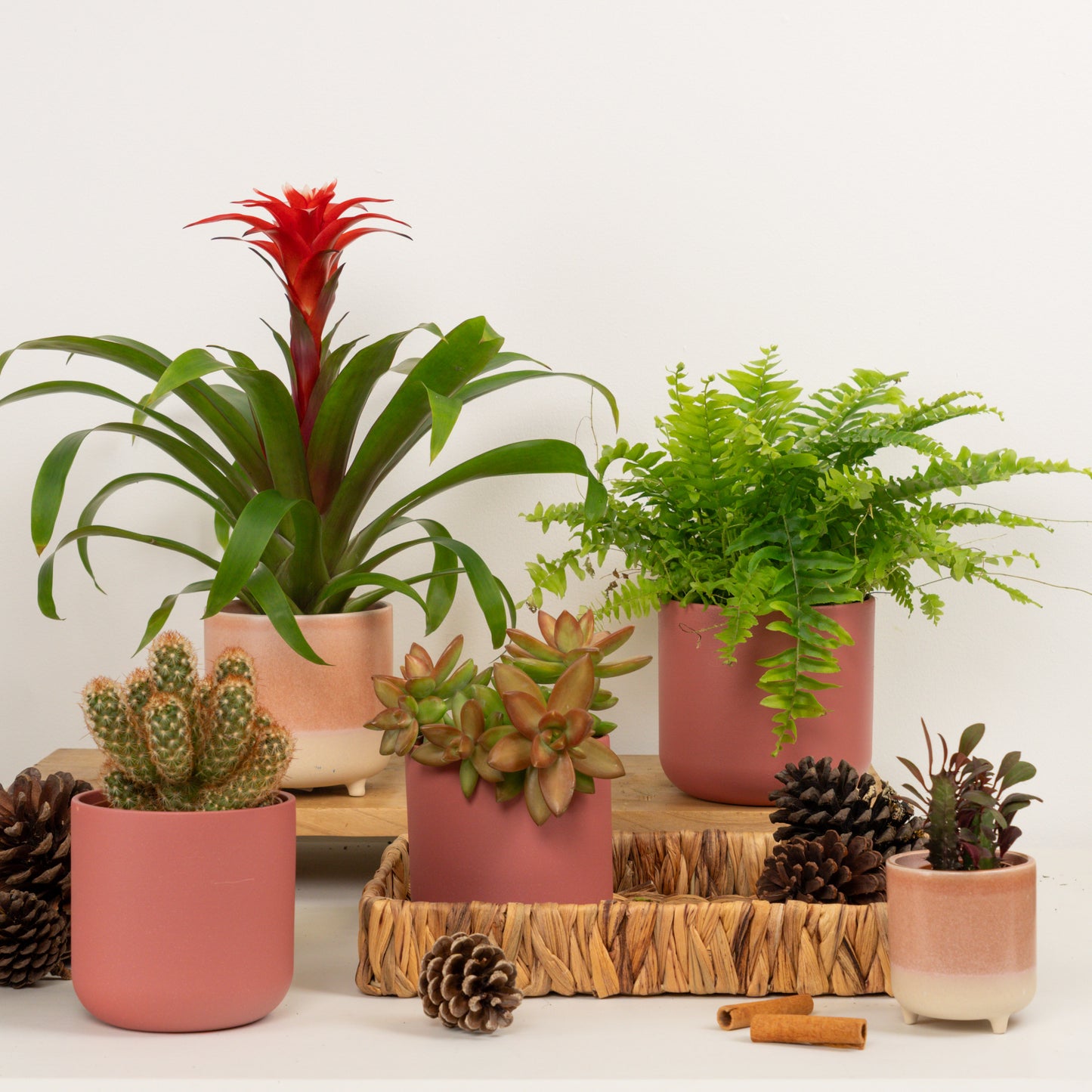 Brighten Up Your Season | Plant Bundle