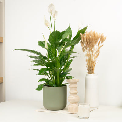 Large Peace Lily | Verdi Daniel