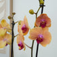 Phalaenopsis Orchid | Caribbean Dream