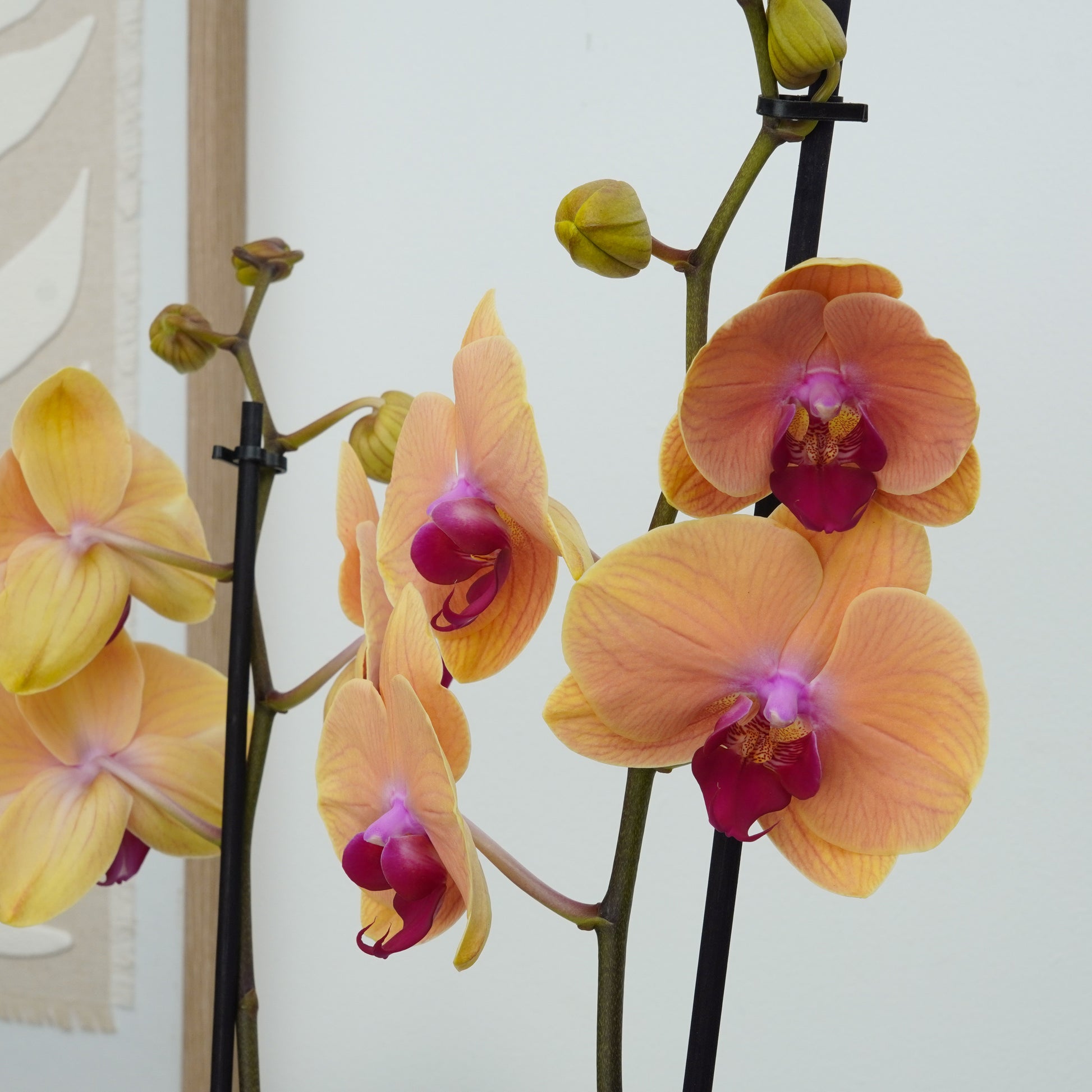 Phalaenopsis Orchid | Caribbean Dream