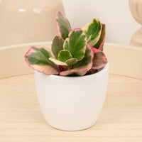 Rainbow Kalanchoe