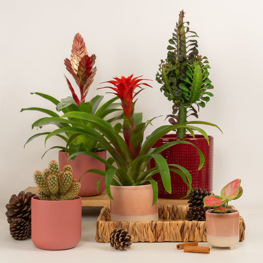 Modern Yuletide | Plant Bundle | Bromeliad & Guzmania