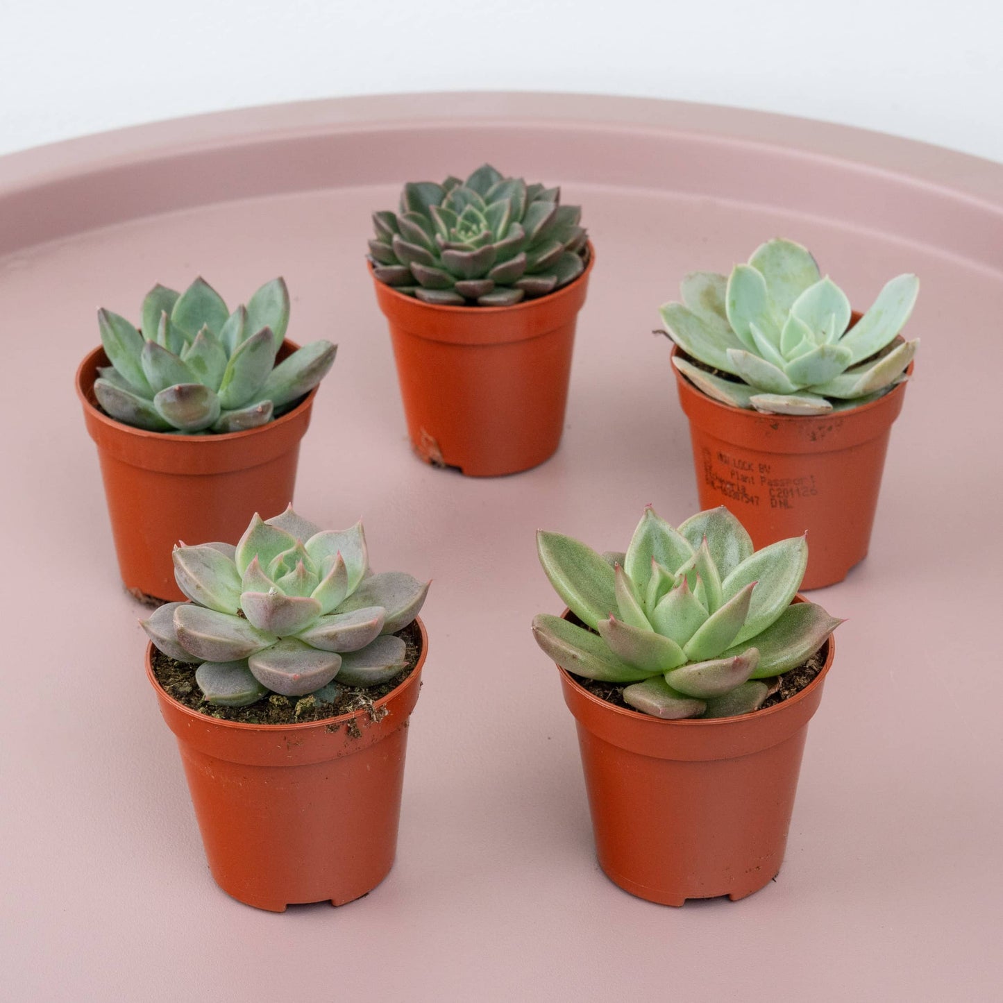 Echeveria | Set Of 5