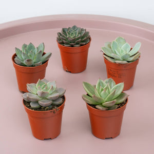 Echeveria | Set Of 5 - Indoor Plant