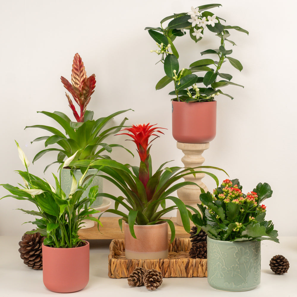 Indoor Let It Grow, Let It Grow, Let It Grow | Plant Bundle | 5 X PLANTS | 5 X POTS | Indoor Plant Bundle