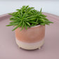 Peperomia | Happy Bean