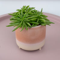 Peperomia | Happy Bean