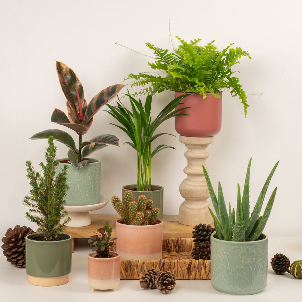 Indoor Ultimate Holiday Glow Up | Plant Bundle | 7 X PLANTS 7 X POTS | Indoor Plant Bundle