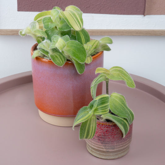 Wandering Dude | Fuzzy Sillamontana | Hard To Find | Indoor Plants On Sale