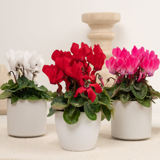Cyclamen | Surprise Colour | Christmas Plants & Gifts
