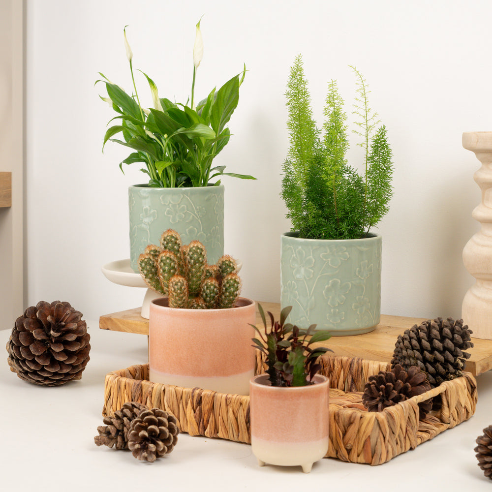 Indoor Just Breathe | Plant Bundle | 4 X PLANTS | 4 X POTS | Indoor Plant Bundle