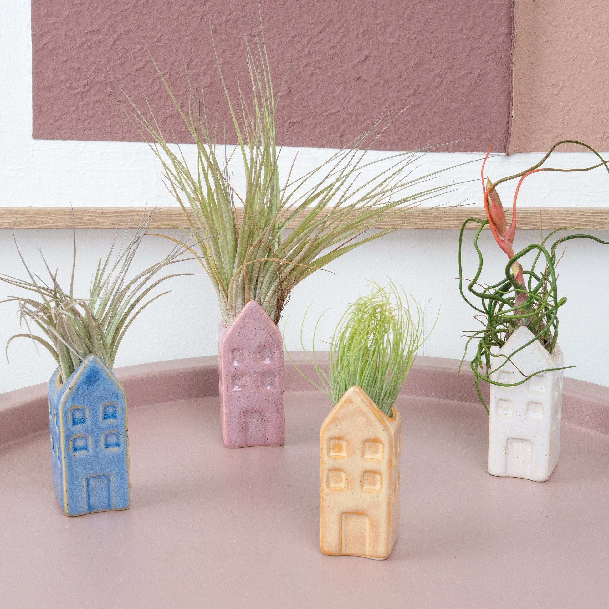 Air Plant Dutch House | Tillandsia