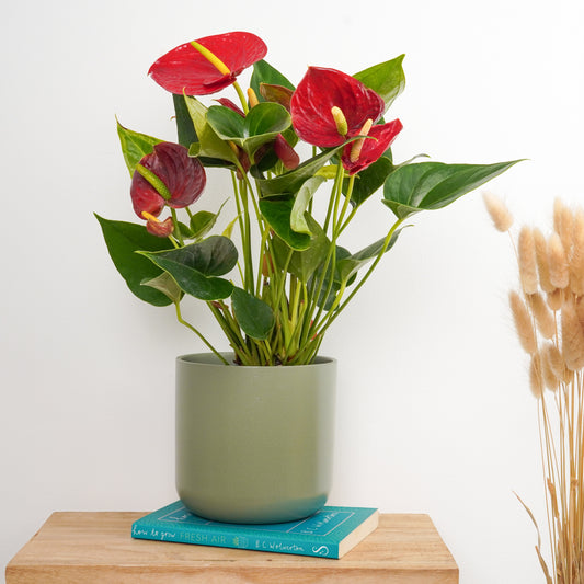 Flamingo Flower | Success Red | Christmas Plants & Gifts