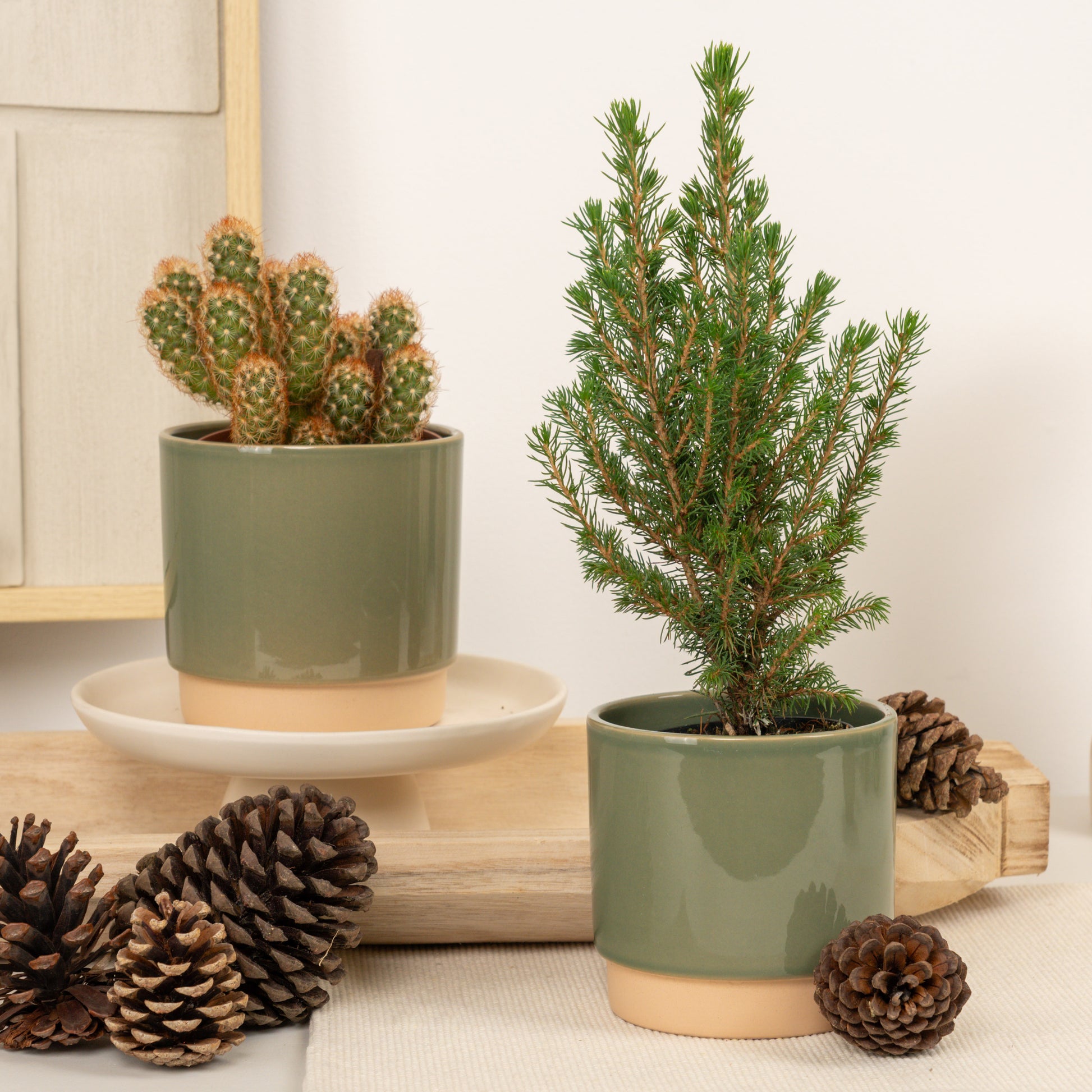Pine & Prickle | Plant Bundle