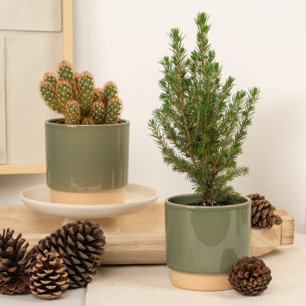 Indoor Pine & Prickle Gifting Duo | Plant Bundle | 2 X PLANTS | 2 X POTS | Indoor Plant Bundle