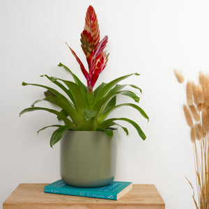 Vriesea Flaming Sword | Festive Gold-Red - Indoor Plant