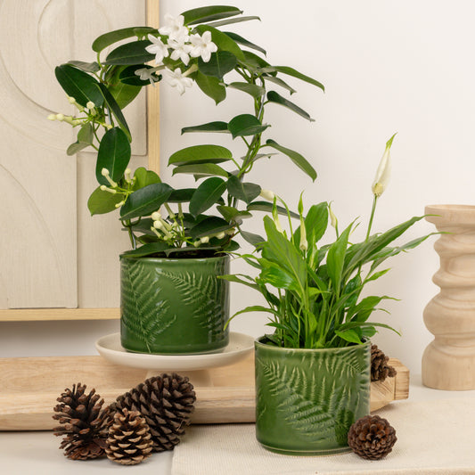 Heavenly Peace Air Duo | Plant Bundle | Indoor Plants On Sale