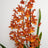 Orchid Plants