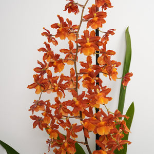 Cambria Orchid | Catatante Orange - Indoor Plant
