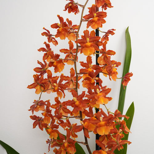 Cambria Orchid | Catatante Orange