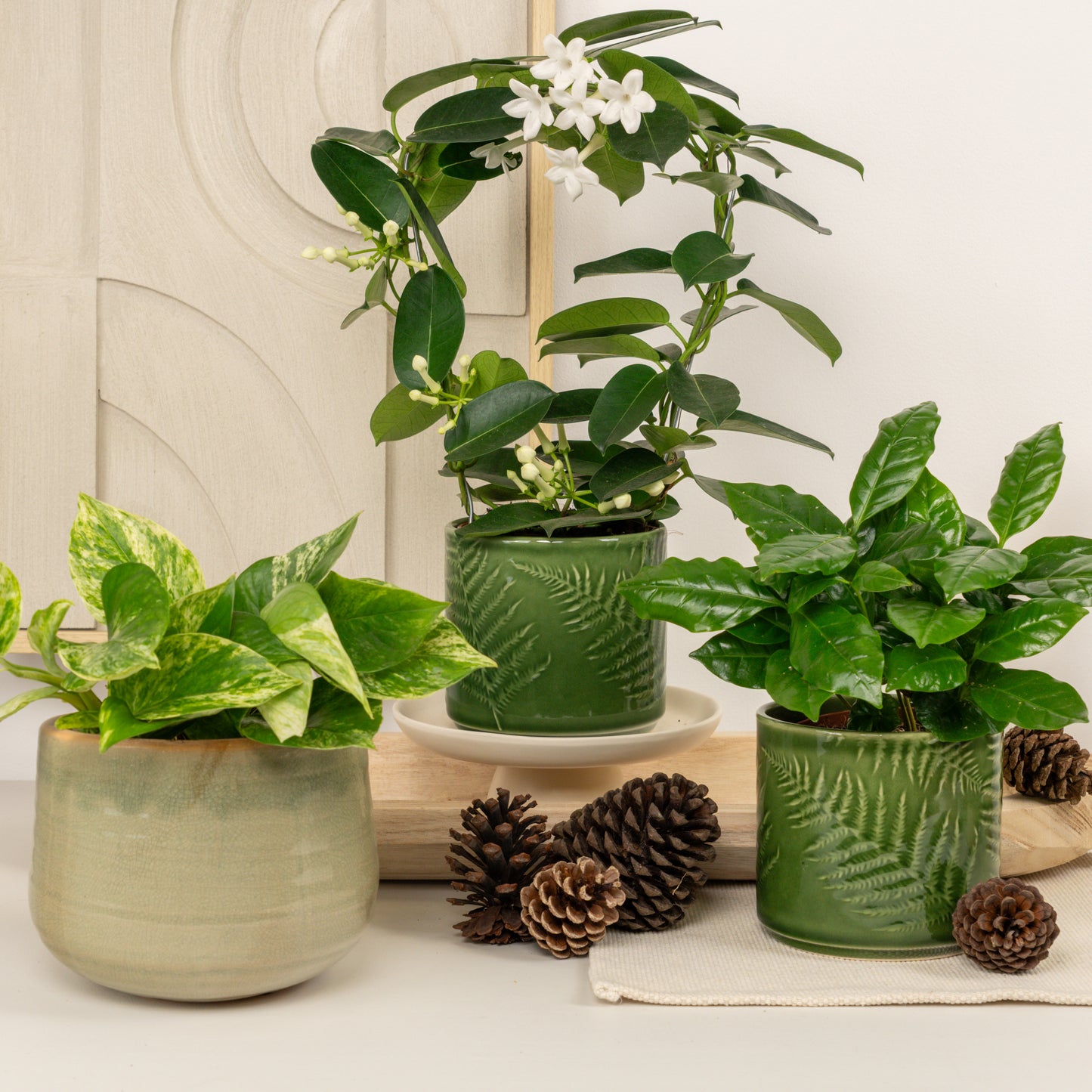 Calm & Cosy | Plant Bundle