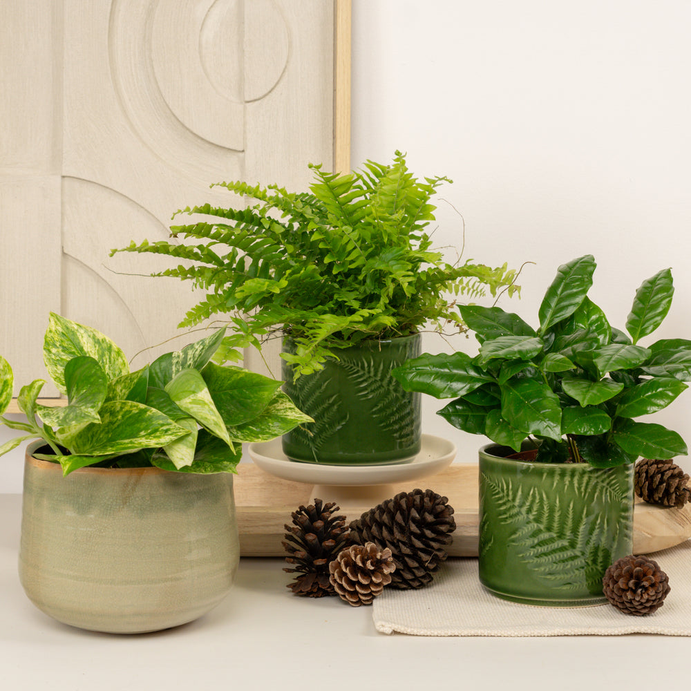 Indoor Gift of Green Serenity | Plant Bundle | 3 X PLANTS | 3 X POTS | Indoor Plant Bundle