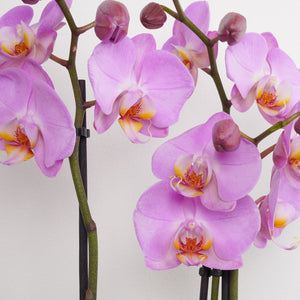 Phalaenopsis Orchid | Pink - Indoor Plant