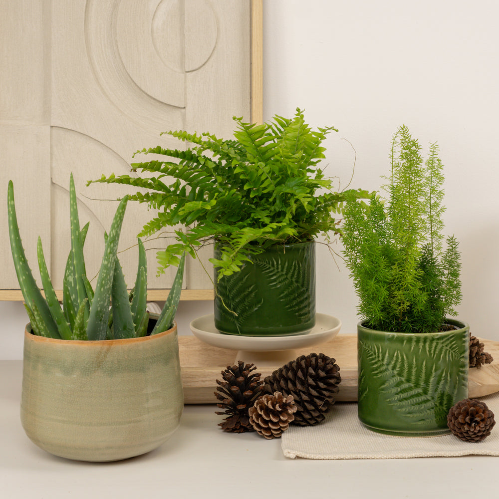 Indoor Relax & Refresh | Plant Bundle | 3 X PLANTS | 3 X POTS | Indoor Plant Bundle