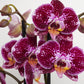 Phalaenopsis Orchid | Grace