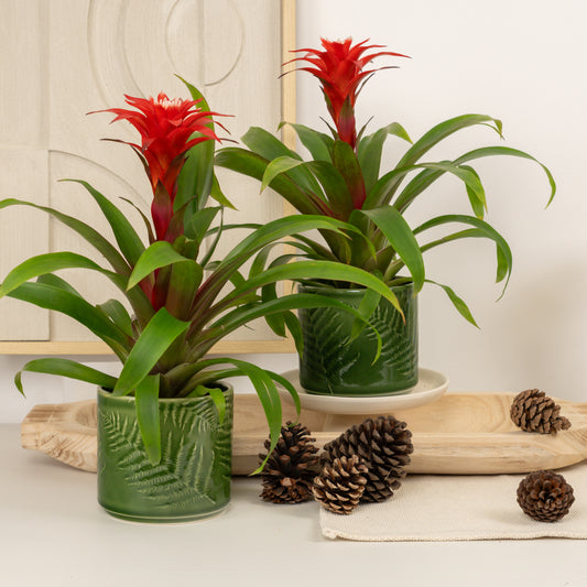 Easy Christmas Cheer | Plant Bundle | Indoor Plants On Sale