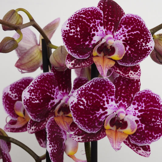 Phalaenopsis Orchid | Grace | Christmas Plants & Gifts