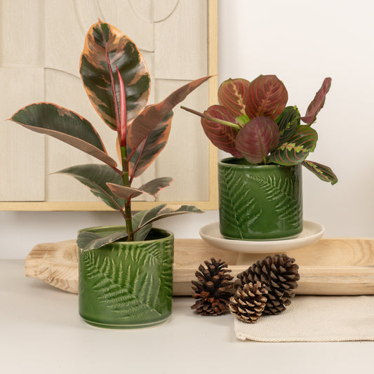 Holiday Haven | Plant Bundle | Indoor Plants