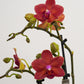 Phalaenopsis Orchid | Sweetie Red