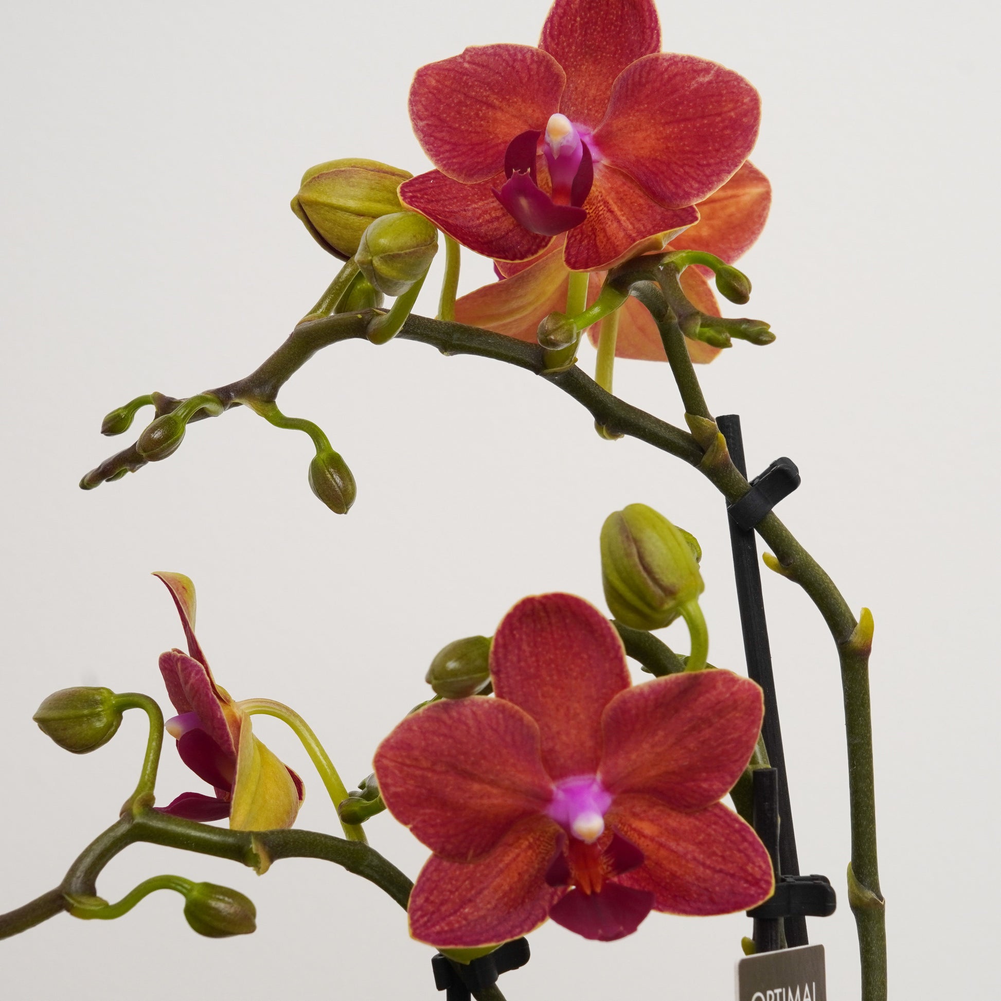 Phalaenopsis Orchid | Sweetie Red